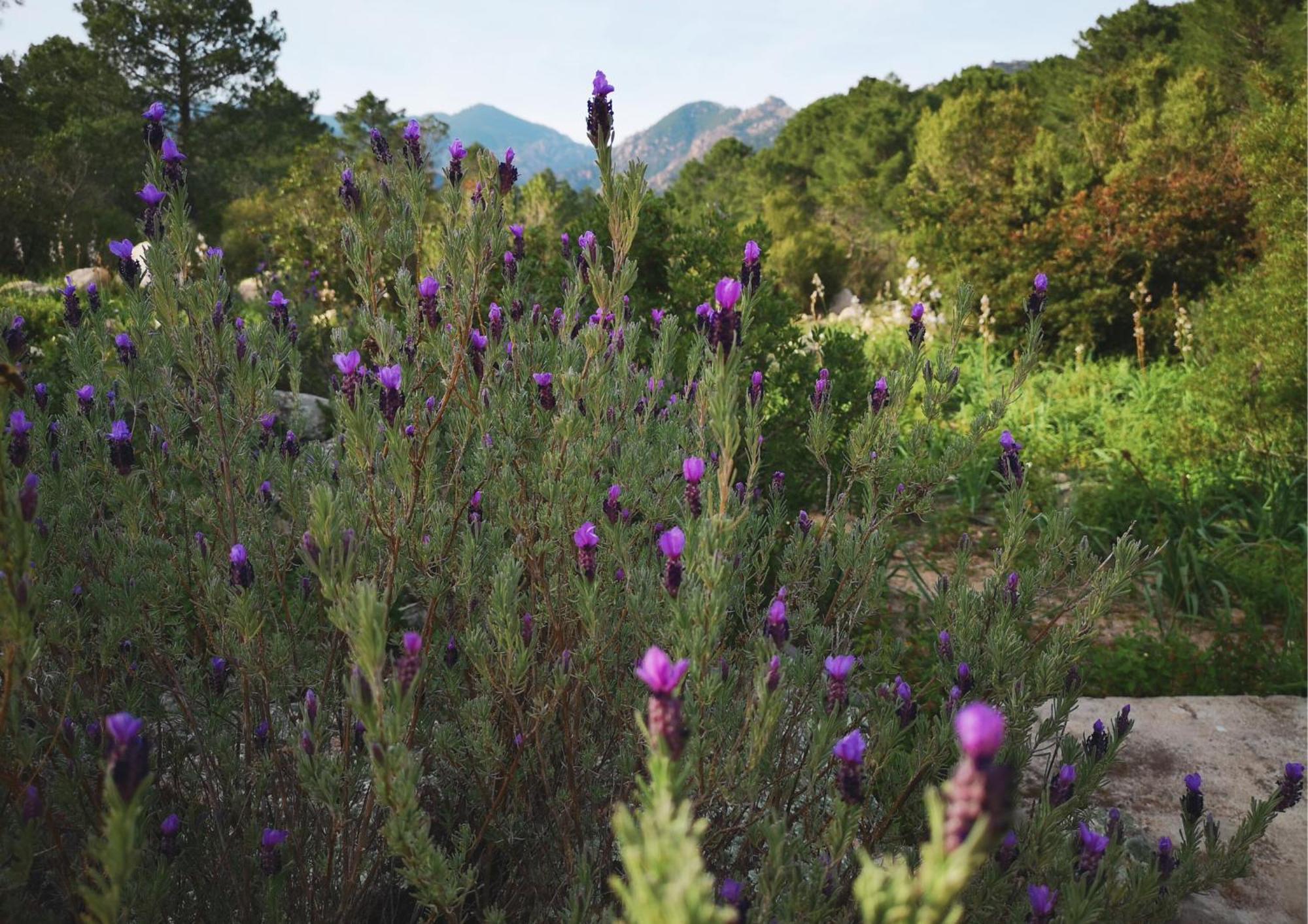 Mulinacciu Camping